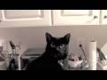 News Anchor - Max News Anchor - Max