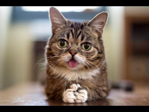 LIL - We are big fans of Lil Bub and made this song for her. Thanks Mike for permission to use clips from her videos! Check out the Lil Bub Channel for more videos...