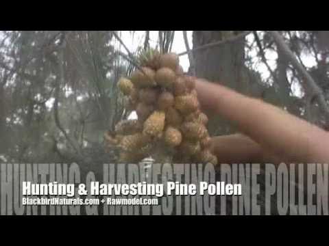 how to harvest pine pollen