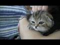 激萌え、スコティッシュフォールド!!! / 〜kitty series〜 cutest scottish fold ever!!! / 超级可爱 苏格兰摺耳猫!!!