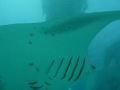Manta rays feeding at Hanifaru