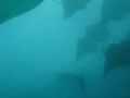 Manta Rays Feeding At Hanifaru