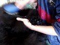 Click here to watch this video アメコのブロー ＰＡＲＴ③