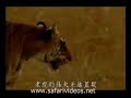 Tiger attack to human (safari videos)
