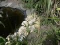 2 jumping frogs