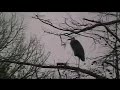 Blue Heron - Greenfield Lake Eco Tours