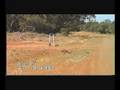videos de Baby Emus At Walgett Northern New South Wales Australia