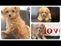 Newest Addition to CGH Family??? | Cute Girls Hairstyles