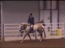 RFF Prince Charming Working Hunter