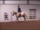 RFF Prince Charming Working Hunter