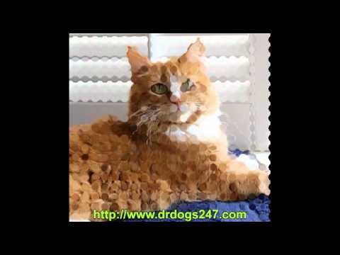 how to eliminate ear mites in cats