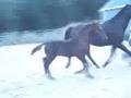 videos de Dante MG (Chin Chin x Glenridge x Zuidhorn)