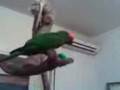 videos de pappy