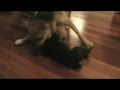 videos de Rice vs Kalbi