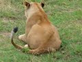 Lions in the Masai Mara