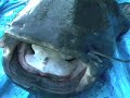 catfishing.