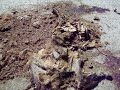 Animal sacrifice at L.A. River - evidence