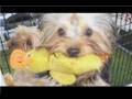 videos de Small Dog Breed Care : How to Care for a Yorkshire Terrier