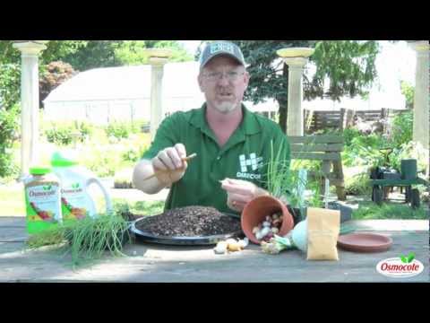 how to plant a red onion