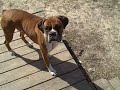 McCovey and his stick