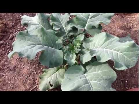 how to grow sugar snap peas in az