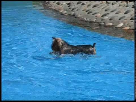 Watch 'Water Puppy'