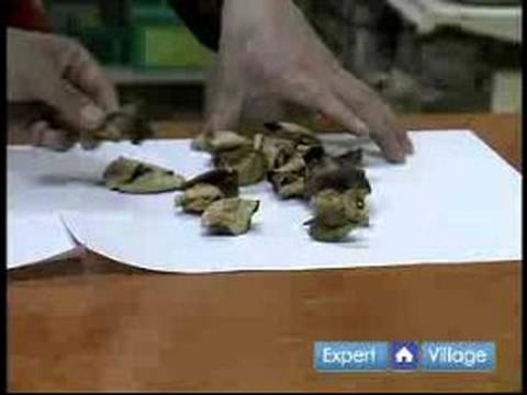 Tangerine: Chinese Herbal Medicine & ...