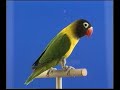 Naturaves - Agapornis 5.avi