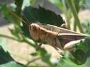 Grasshopper Close-up