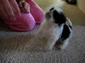 Cutest Puppy Ever Cutest Puppy Ever
