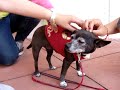 Click here to watch this video Doggies911 Dog Rescue- Tori