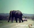 lion-encounter-at-kruger.html