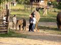 Baby Elephant Chases Dog, Elephant Nature Park, December 2009