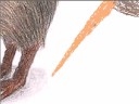Speed drawing of a Kiwi Bird Speed drawing of a Kiwi Bird