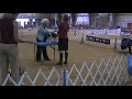 Hillview Ella at Glen Rose dog show Jan. 08