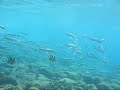 V�deo submarino Enseada do Cherne Arraial do Cabo RJ