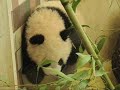 More of cute Pandababy Fu Long
