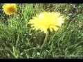 featuring the dandelion herb or taraxacum officinale as one of the diuretic herbs or liver herbs. the dandelion has many uses apart from these remedies. you can also make dandelion tea out of it. learn more about dandelion uses in this video.