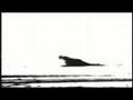 Begotten 1991