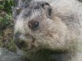 Marmot Mountain Fun and Terror!