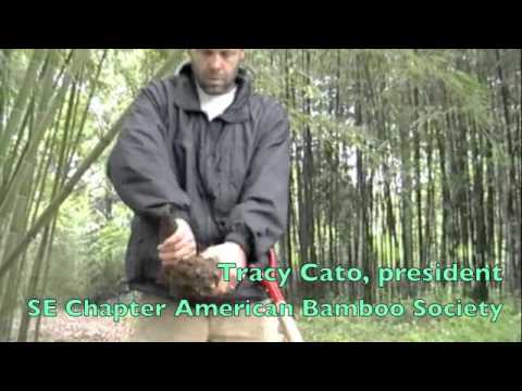 how to harvest bamboo