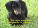 Parker - The Talking Dachshund