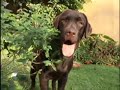 LABRADOR RETRIEVER - PARTE 1 LABRADOR RETRIEVER - PARTE 1