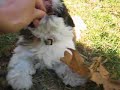 Gizmo the Shih Tzu loves leaves (11 weeks old)