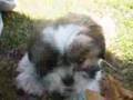 Gizmo the Shih Tzu loves leaves (11 weeks old)