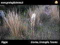 Riggio, Gravina, Grottaglie, Taranto