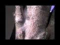 teia de aranha