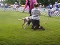 Junior Showmanship Dog Show
