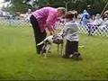 Junior Showmanship Dog Show