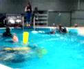 Learn to dive! Learn to dive!